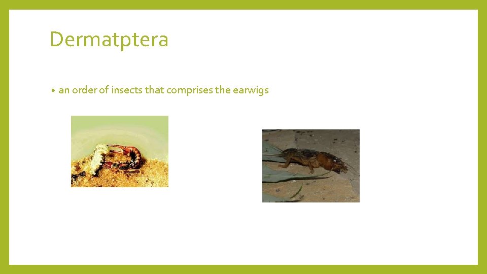 Dermatptera • an order of insects that comprises the earwigs 