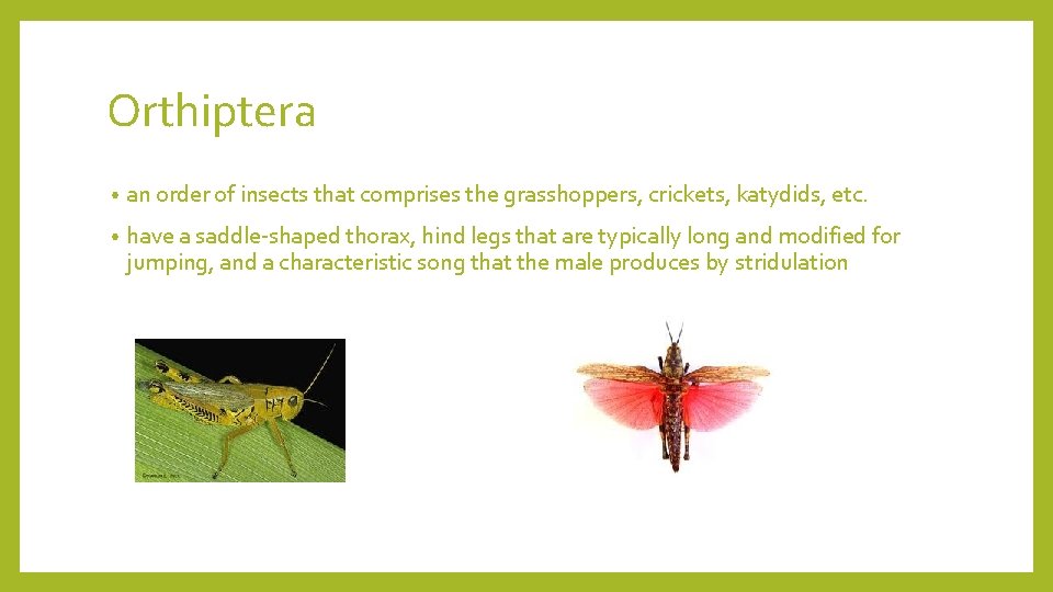 Orthiptera • an order of insects that comprises the grasshoppers, crickets, katydids, etc. •