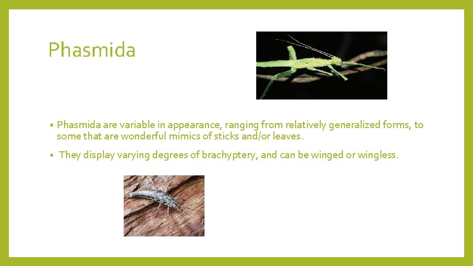 Phasmida • Phasmida are variable in appearance, ranging from relatively generalized forms, to some