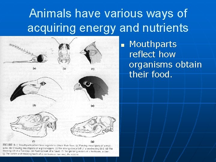 BIOL 4120 Principles of Ecology Lecture 7 Animal