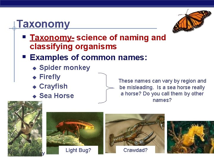 Taxonomy § Taxonomy- science of naming and § classifying organisms Examples of common names: