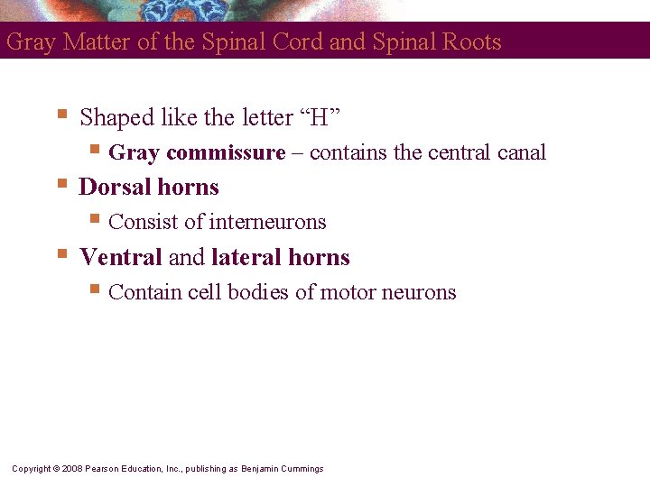 Gray Matter of the Spinal Cord and Spinal Roots § Shaped like the letter