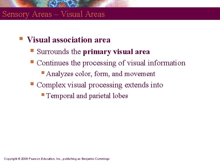 Sensory Areas – Visual Areas § Visual association area § Surrounds the primary visual