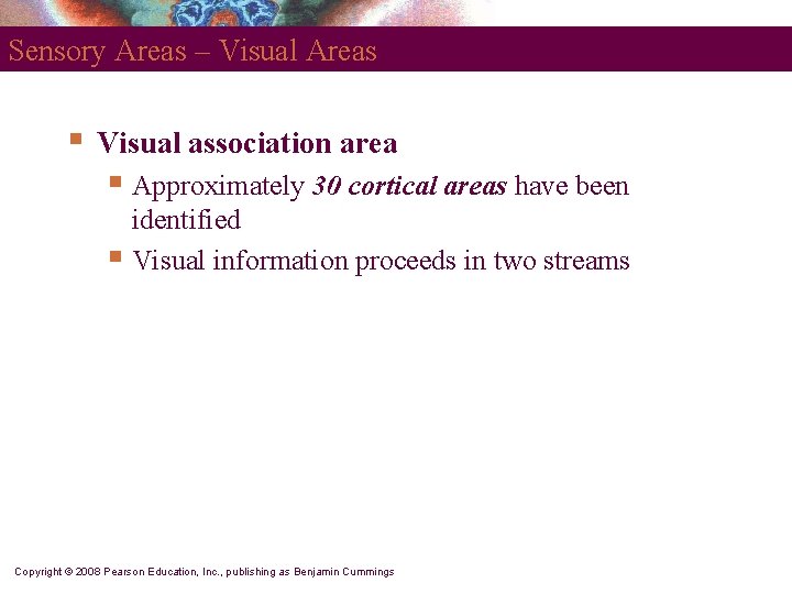 Sensory Areas – Visual Areas § Visual association area § Approximately 30 cortical areas