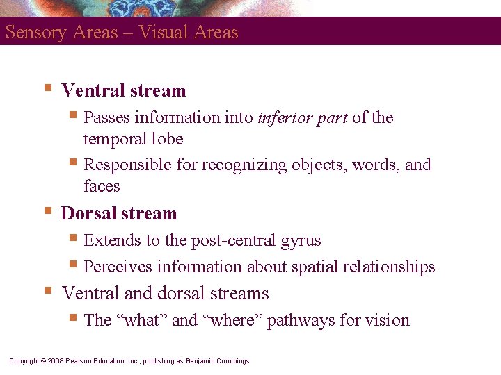 Sensory Areas – Visual Areas § Ventral stream § Passes information into inferior part