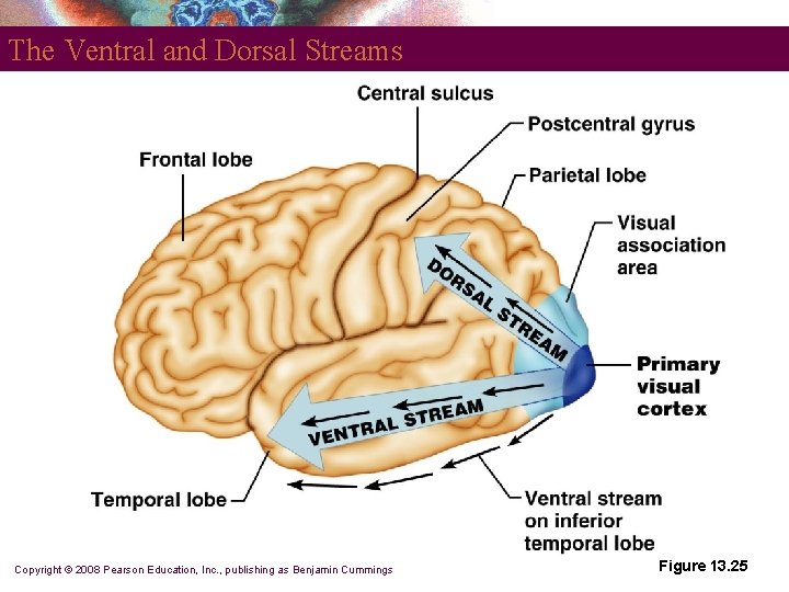 The Ventral and Dorsal Streams Copyright © 2008 Pearson Education, Inc. , publishing as
