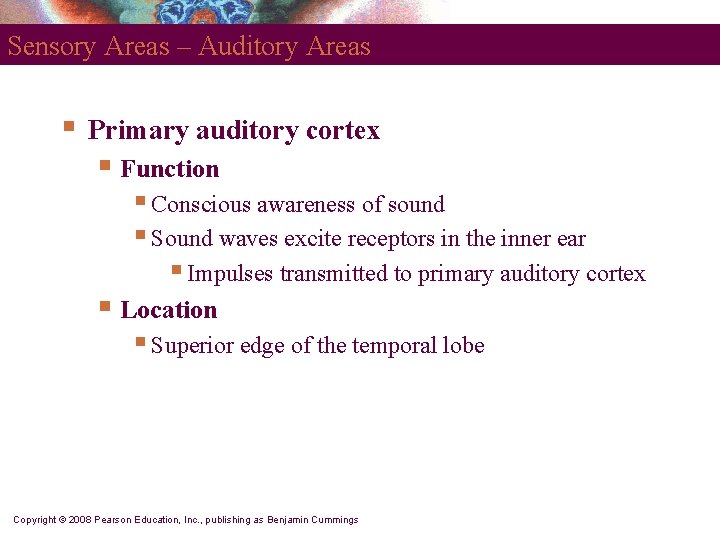 Sensory Areas – Auditory Areas § Primary auditory cortex § Function § Conscious awareness