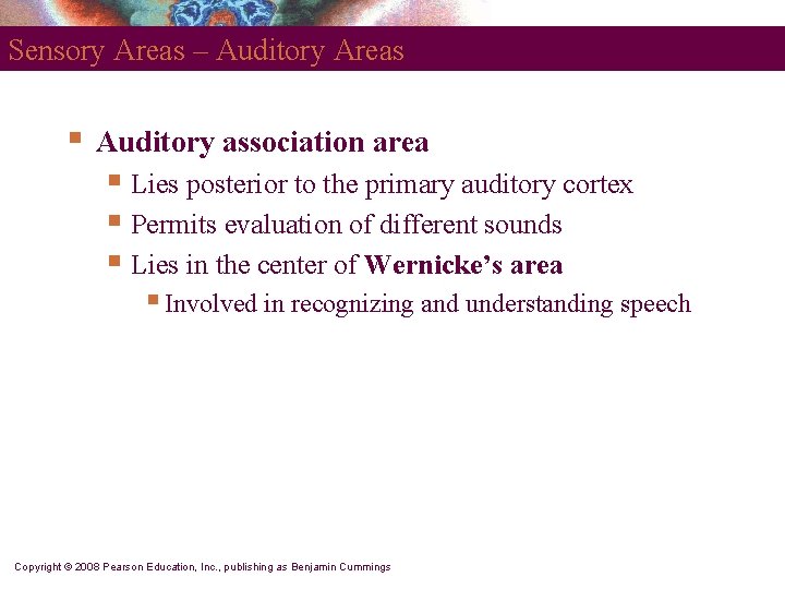 Sensory Areas – Auditory Areas § Auditory association area § Lies posterior to the