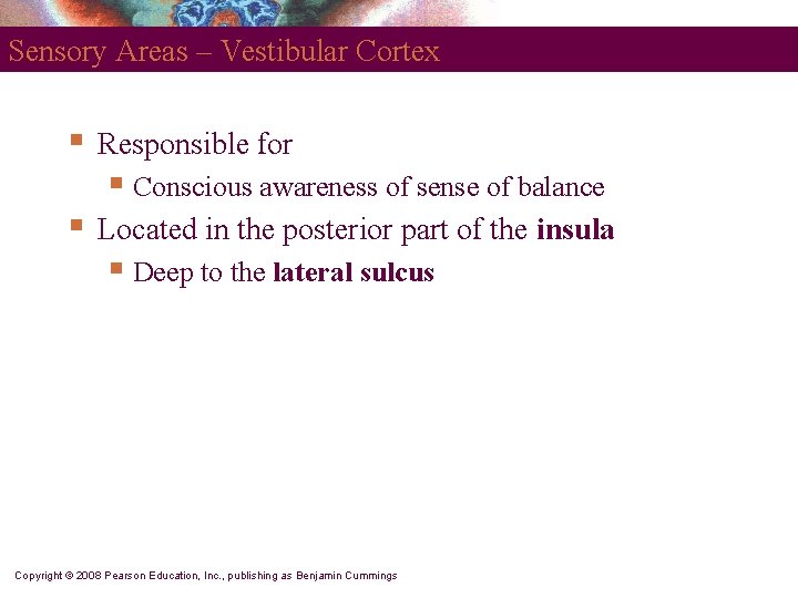 Sensory Areas – Vestibular Cortex § Responsible for § Conscious awareness of sense of