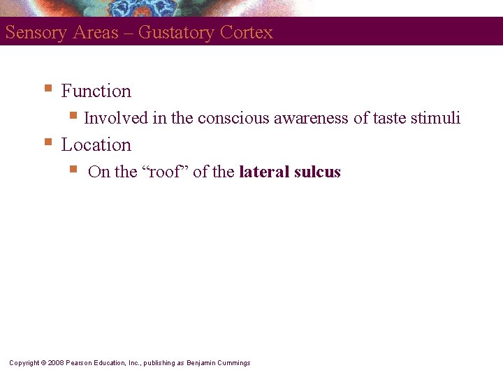 Sensory Areas – Gustatory Cortex § Function § Involved in the conscious awareness of