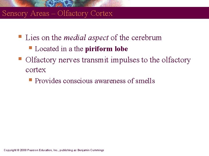 Sensory Areas – Olfactory Cortex § Lies on the medial aspect of the cerebrum