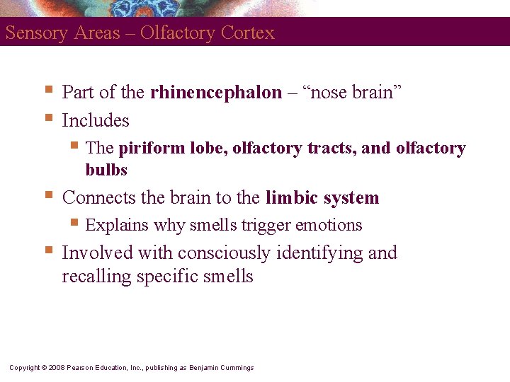 Sensory Areas – Olfactory Cortex § § Part of the rhinencephalon – “nose brain”