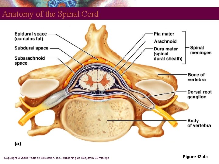 Anatomy of the Spinal Cord Copyright © 2008 Pearson Education, Inc. , publishing as