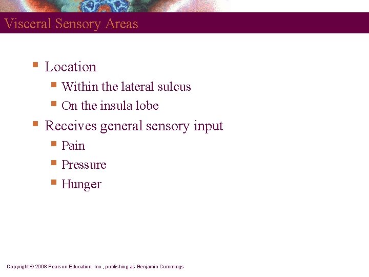 Visceral Sensory Areas § Location § Within the lateral sulcus § On the insula