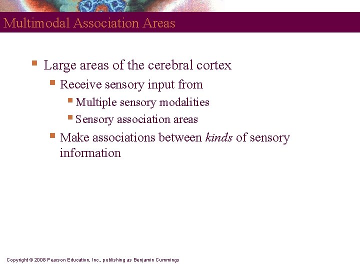 Multimodal Association Areas § Large areas of the cerebral cortex § Receive sensory input
