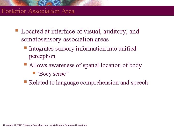 Posterior Association Area § Located at interface of visual, auditory, and somatosensory association areas
