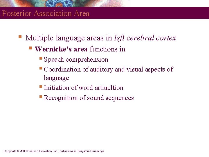 Posterior Association Area § Multiple language areas in left cerebral cortex § Wernicke’s area