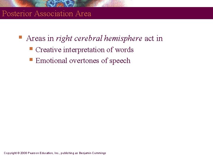 Posterior Association Area § Areas in right cerebral hemisphere act in § Creative interpretation
