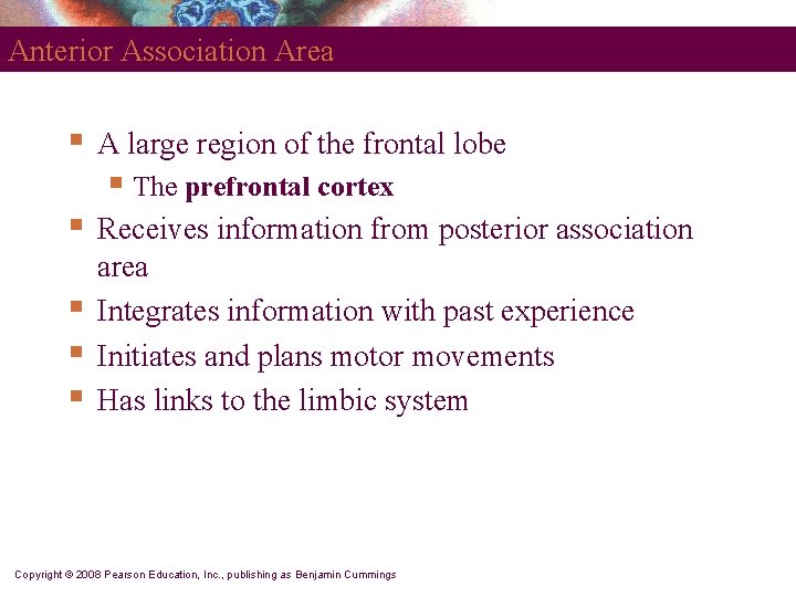 Anterior Association Area § A large region of the frontal lobe § The prefrontal