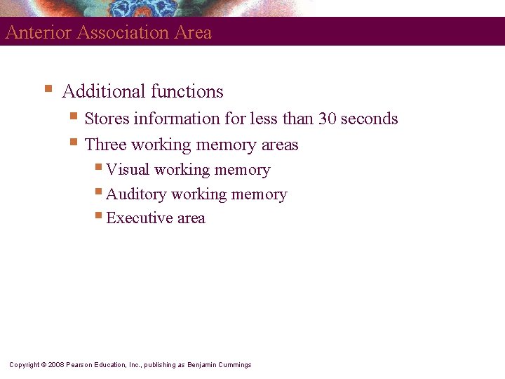 Anterior Association Area § Additional functions § Stores information for less than 30 seconds