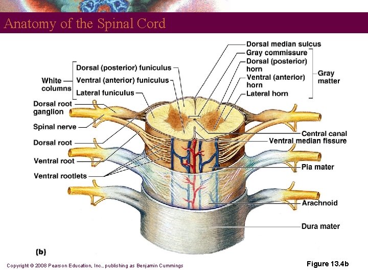 Anatomy of the Spinal Cord Copyright © 2008 Pearson Education, Inc. , publishing as