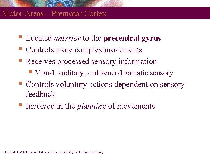 Motor Areas – Premotor Cortex § § § Located anterior to the precentral gyrus