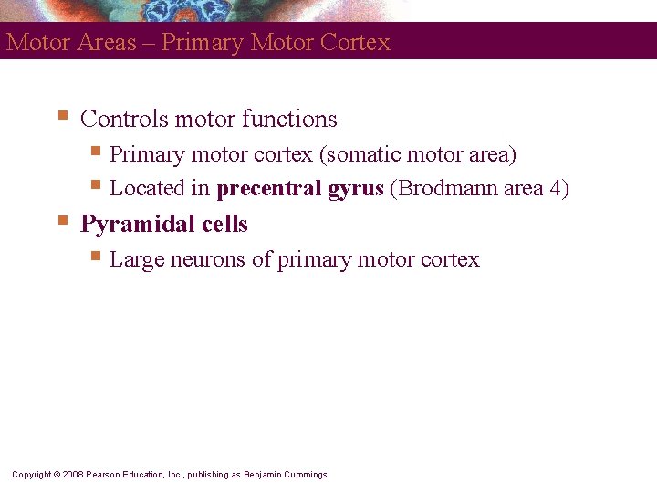 Motor Areas – Primary Motor Cortex § Controls motor functions § Primary motor cortex