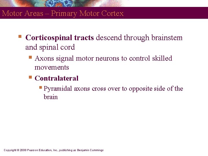 Motor Areas – Primary Motor Cortex § Corticospinal tracts descend through brainstem and spinal