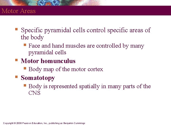 Motor Areas § Specific pyramidal cells control specific areas of the body § Face