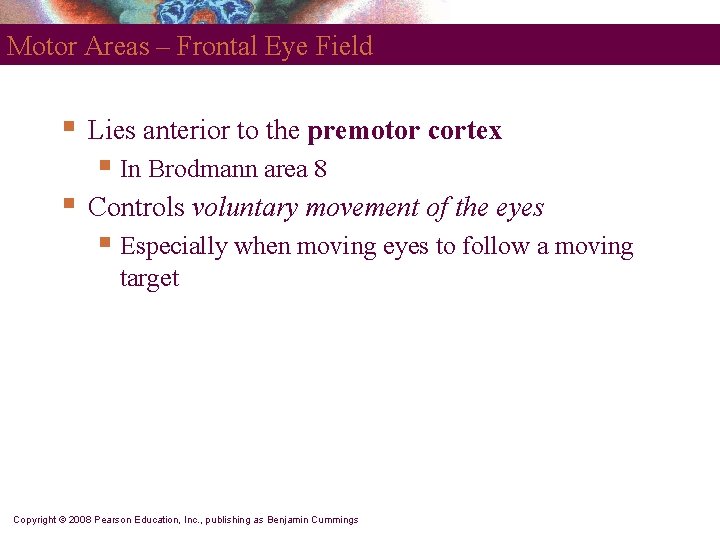 Motor Areas – Frontal Eye Field § Lies anterior to the premotor cortex §