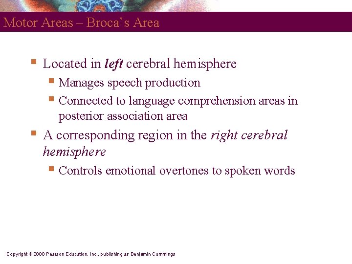 Motor Areas – Broca’s Area § Located in left cerebral hemisphere § Manages speech