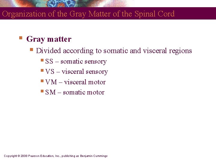 Organization of the Gray Matter of the Spinal Cord § Gray matter § Divided
