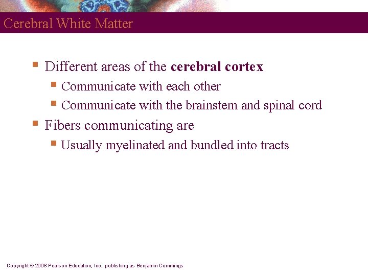 Cerebral White Matter § Different areas of the cerebral cortex § Communicate with each