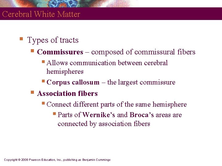Cerebral White Matter § Types of tracts § Commissures – composed of commissural fibers