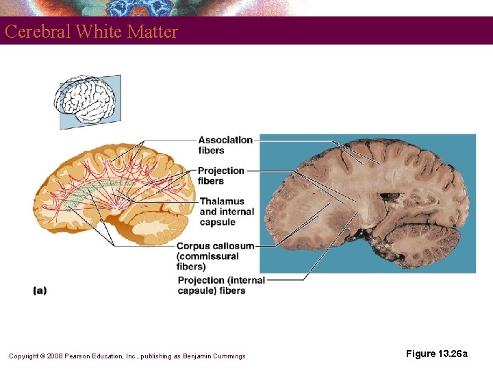 Cerebral White Matter Copyright © 2008 Pearson Education, Inc. , publishing as Benjamin Cummings