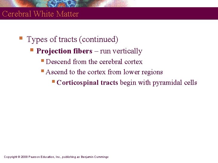 Cerebral White Matter § Types of tracts (continued) § Projection fibers – run vertically