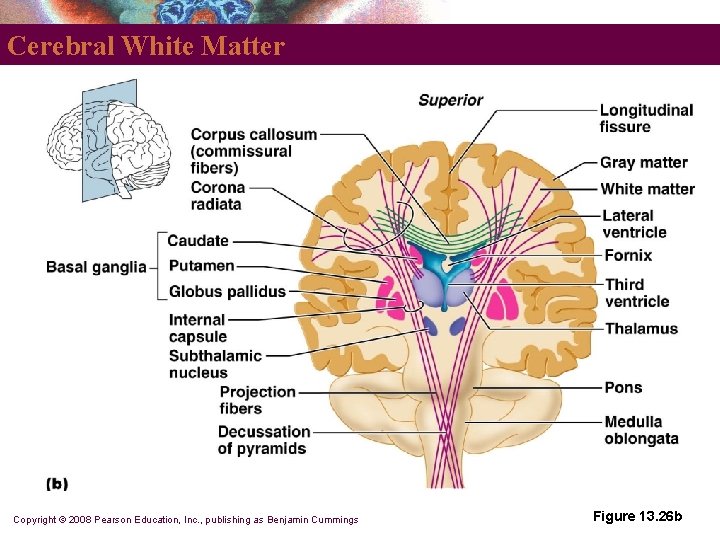Cerebral White Matter Copyright © 2008 Pearson Education, Inc. , publishing as Benjamin Cummings