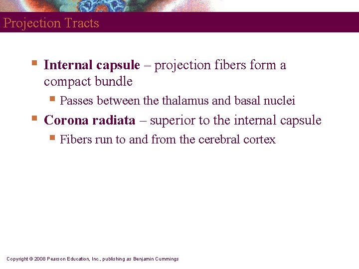 Projection Tracts § Internal capsule – projection fibers form a compact bundle § Passes