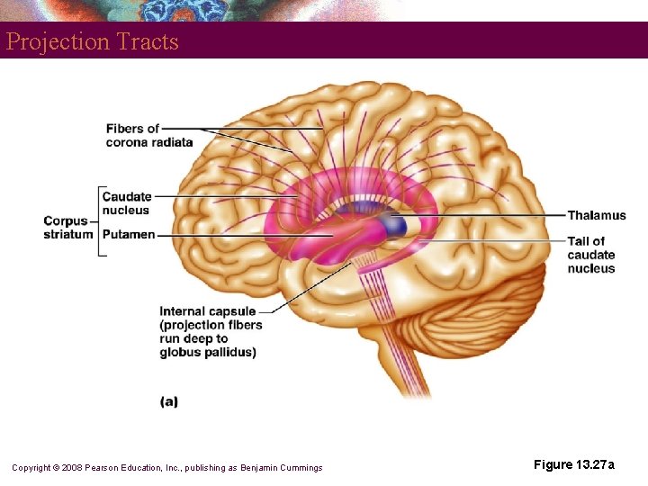 Projection Tracts Copyright © 2008 Pearson Education, Inc. , publishing as Benjamin Cummings Figure