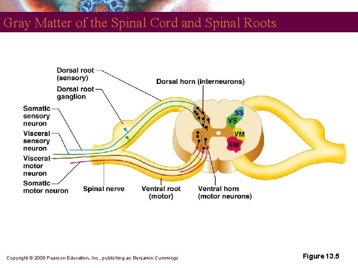 Gray Matter of the Spinal Cord and Spinal Roots Copyright © 2008 Pearson Education,
