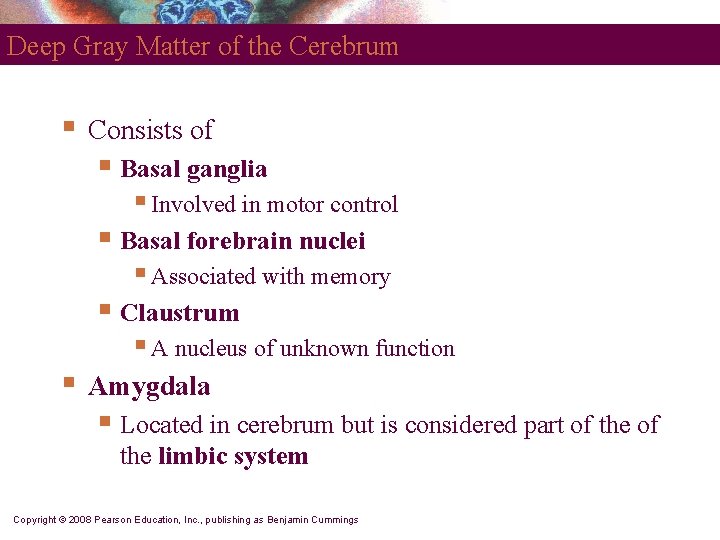 Deep Gray Matter of the Cerebrum § Consists of § Basal ganglia § Involved