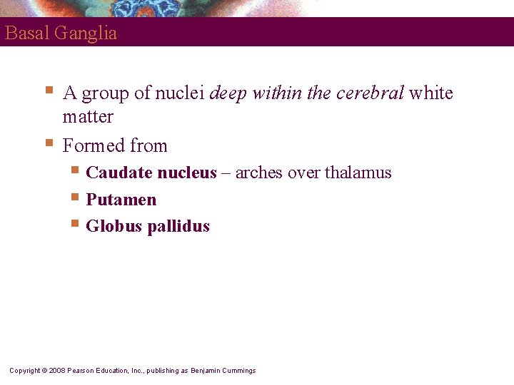 Basal Ganglia § § A group of nuclei deep within the cerebral white matter