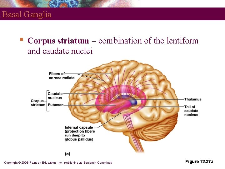 Basal Ganglia § Corpus striatum – combination of the lentiform and caudate nuclei Copyright