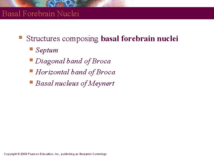 Basal Forebrain Nuclei § Structures composing basal forebrain nuclei § Septum § Diagonal band