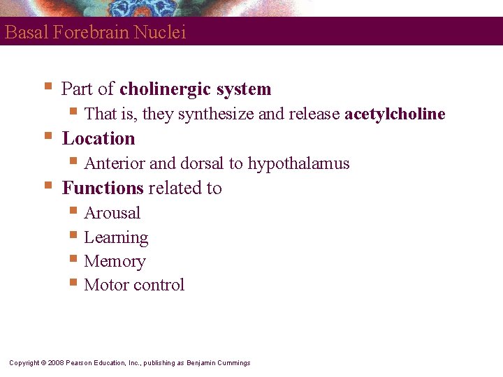 Basal Forebrain Nuclei § Part of cholinergic system § Location § Functions related to