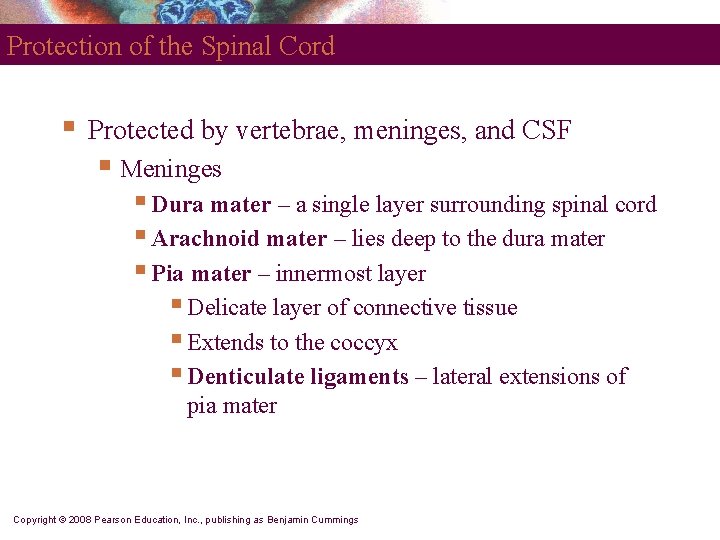 Protection of the Spinal Cord § Protected by vertebrae, meninges, and CSF § Meninges