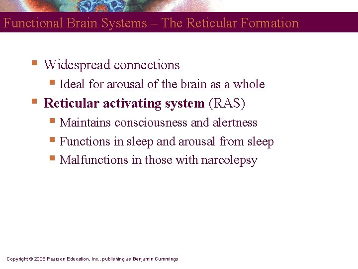 Functional Brain Systems – The Reticular Formation § Widespread connections § Ideal for arousal
