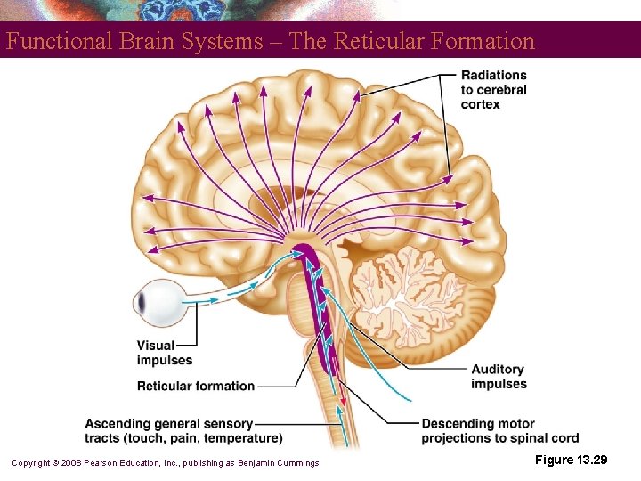 Functional Brain Systems – The Reticular Formation Copyright © 2008 Pearson Education, Inc. ,