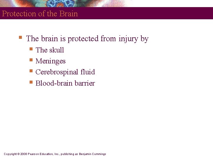 Protection of the Brain § The brain is protected from injury by § The