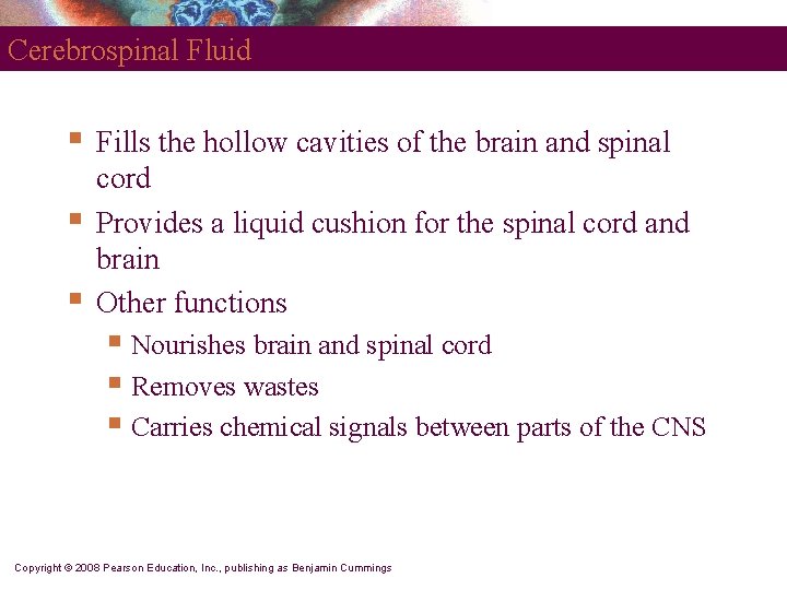 Cerebrospinal Fluid § § § Fills the hollow cavities of the brain and spinal